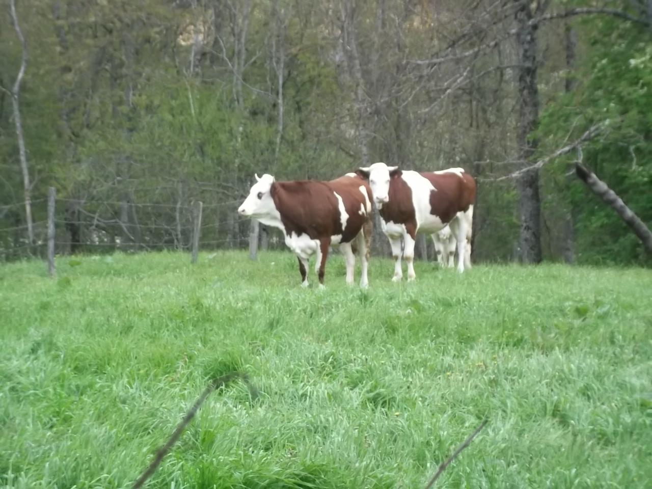 découverte de la faune